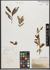 Foto von Salix triandra subsp. triandra L.